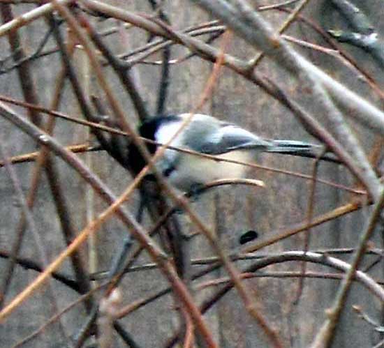 nuthatch on bare branch